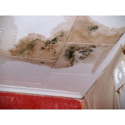 Détachant Mold Stain Remover en deux étapes à base d’acide peracétique pour décontamination de moisissures. Vendu par ensemble.